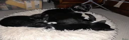 British Shorthair cats for sale: 2 Lovely black and white fluffy kittens - Advert 16
