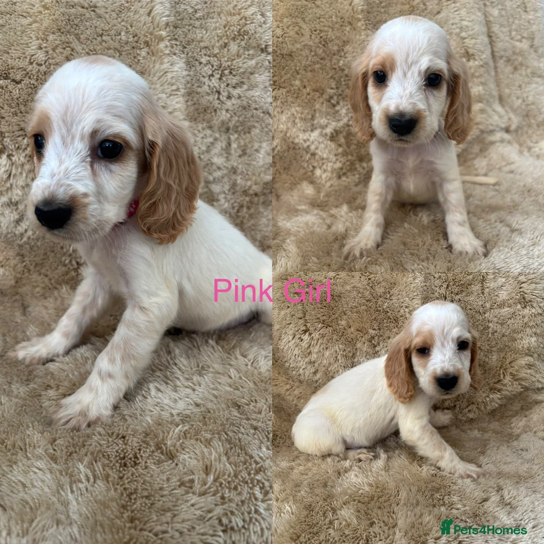 Cocker Spaniel dogs for sale: Cocker spaniel puppy’s READY SOON - Advert 2