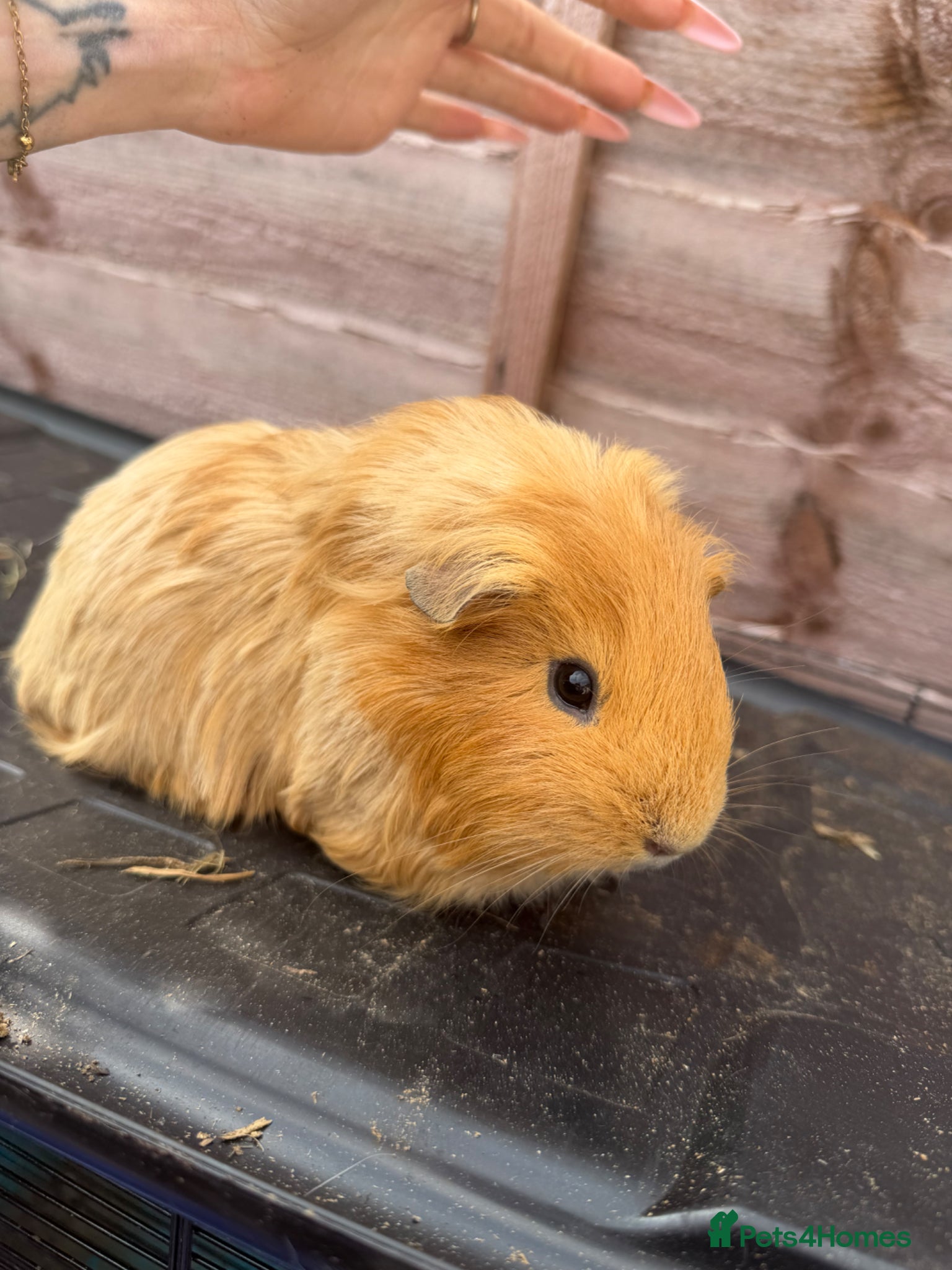 Guinea Pig rodents Baby Female and male Guinea pigs  - Advert 10