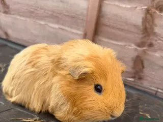 Guinea Pig rodents Baby Female and male Guinea pigs - Advert 10