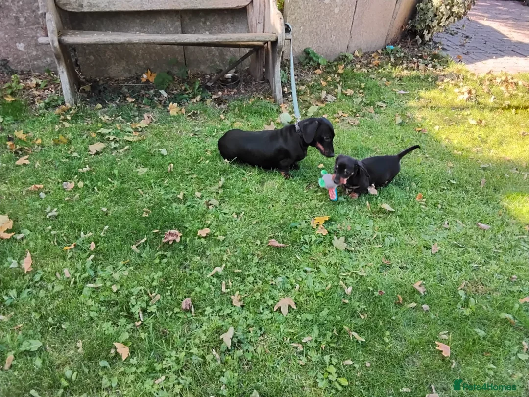 Dachshund dogs for sale: Dachsund 6month Old Puppy in Wimborne - Advert 18