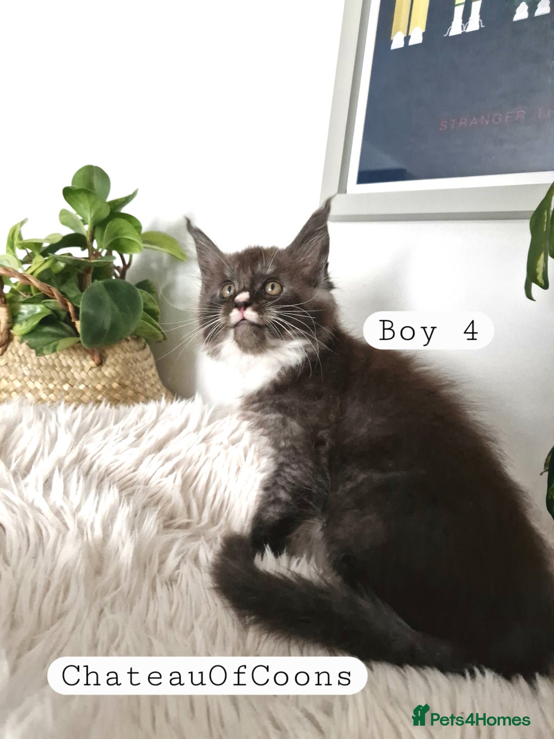 Maine Coon cats for sale: Stunning Black Smoke Registred Maine Coon Kittens - Image 19