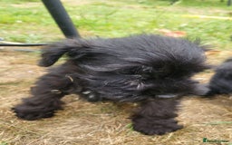 Miniature Schnauzer dogs for sale: Gorgeous littler of beautiful miniature schnauzer - Image 6