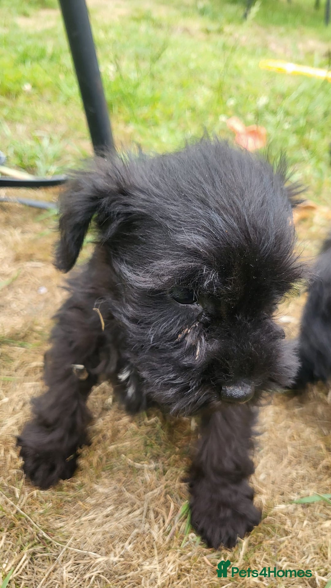 Miniature Schnauzer dogs for sale: Gorgeous littler of beautiful miniature schnauzer - Image 6