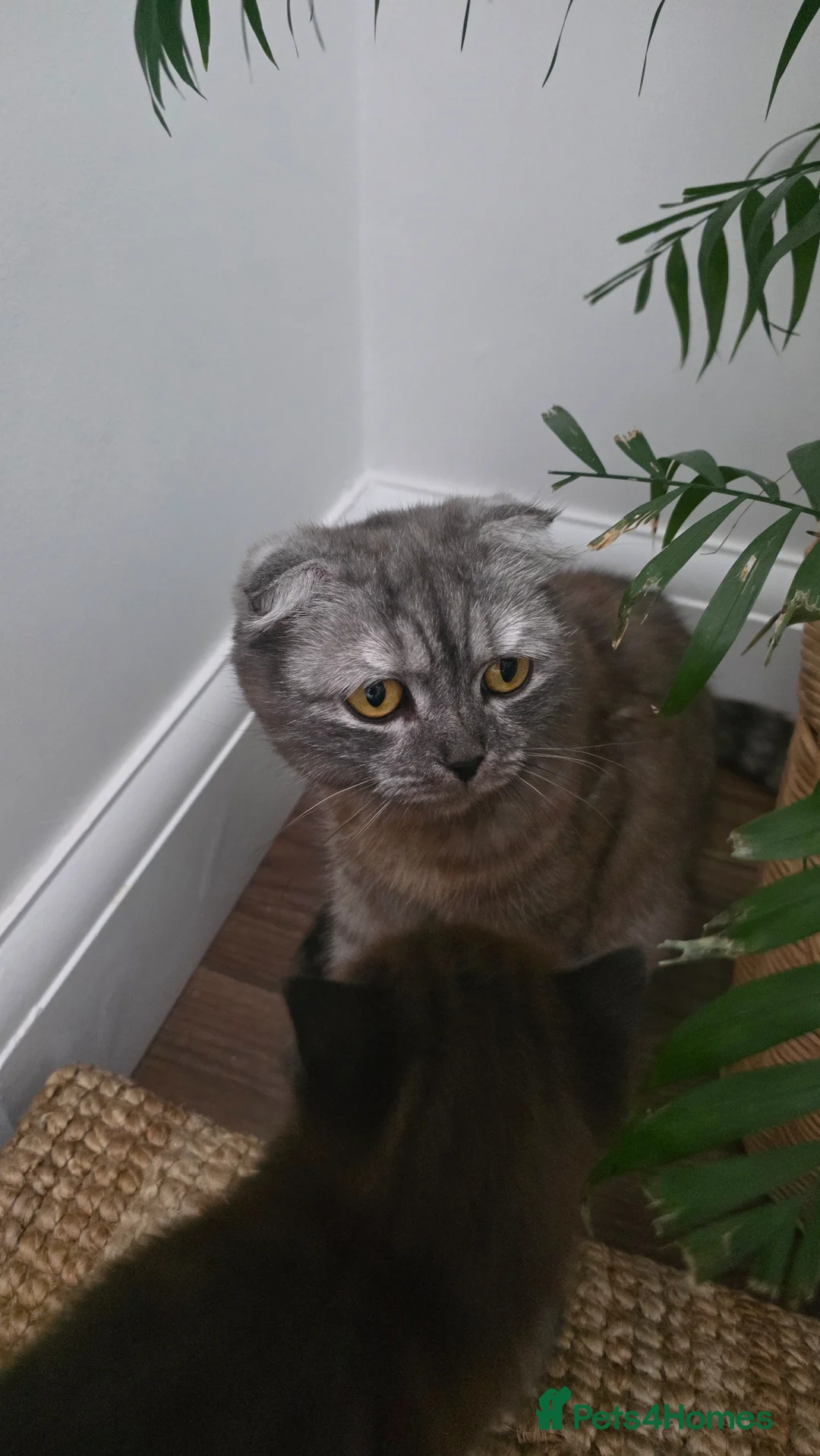 Scottish Fold cats for sale: 3 Scottish fold type kittens  - Advert 5