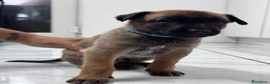 Belgian Shepherd Dog Puppy 3
