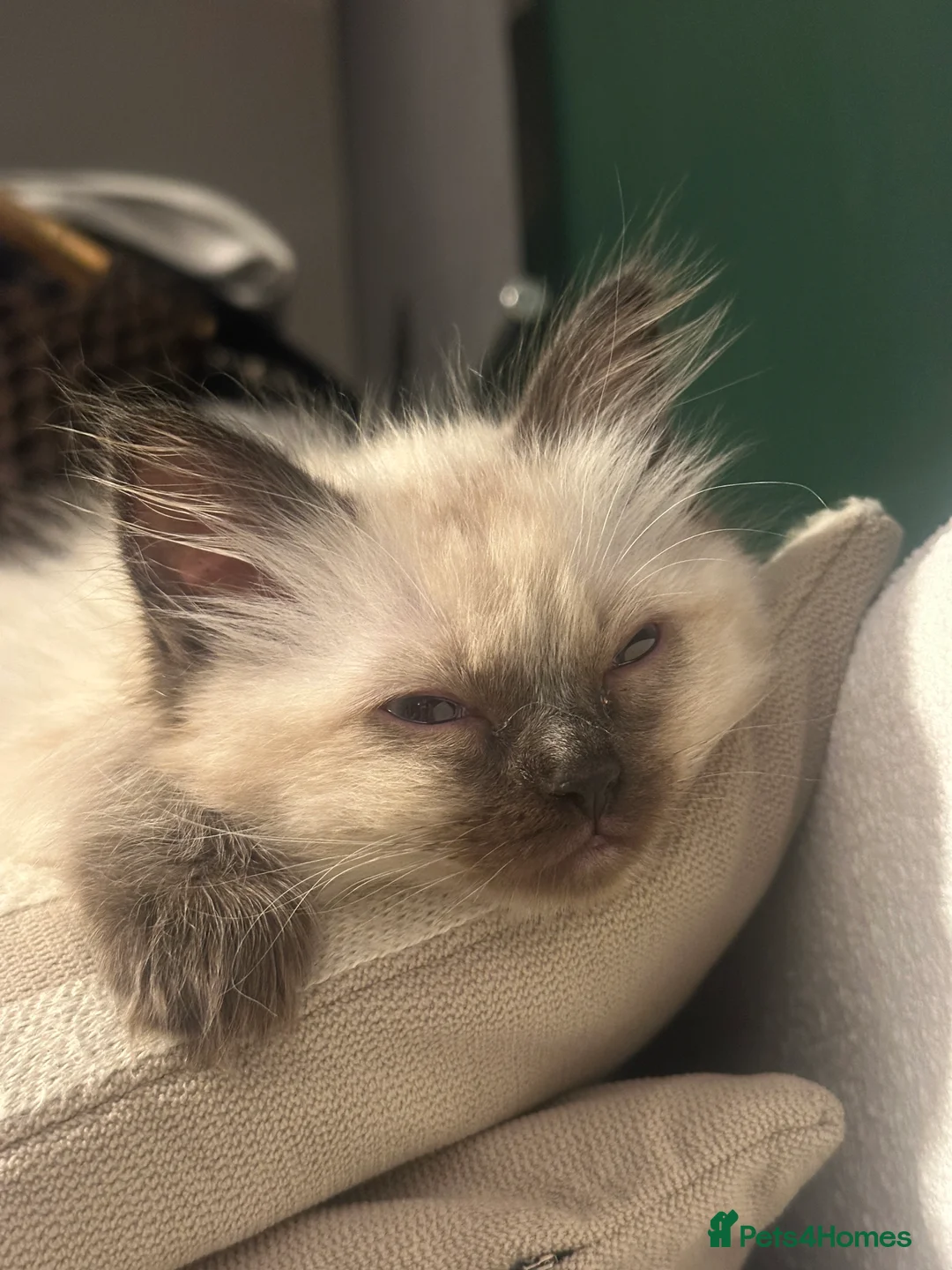 Ragdoll cats for sale: White with black Ragdoll kitten  - Advert 12