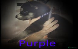 Shepsky dogs for sale: Siberian husky hybrid pups - Image 12