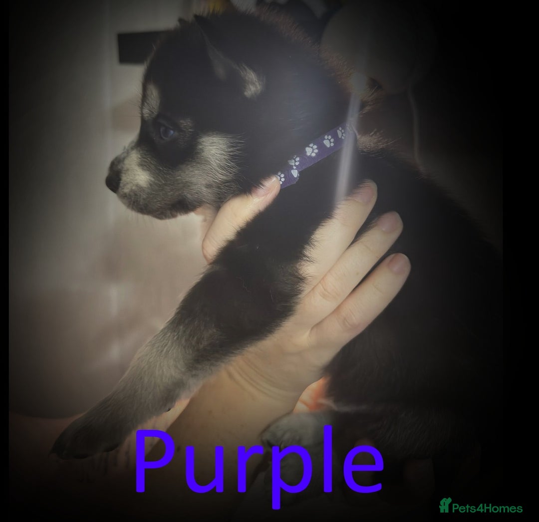 Shepsky dogs for sale: Siberian husky hybrid pups - Image 12