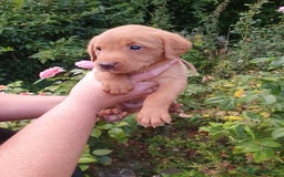 Labrador Retriever dogs for sale: Health Tested Fox Red Puppies for Sale - Image 11