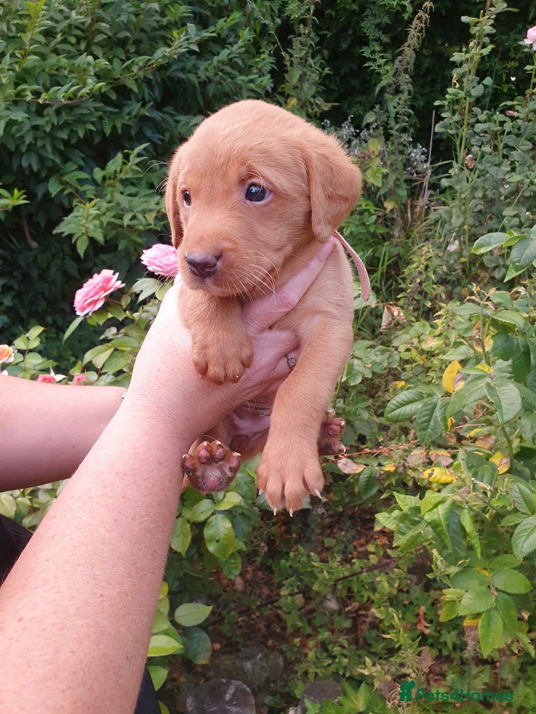 Labrador Retriever dogs for sale: Health Tested Fox Red Puppies for Sale - Image 11