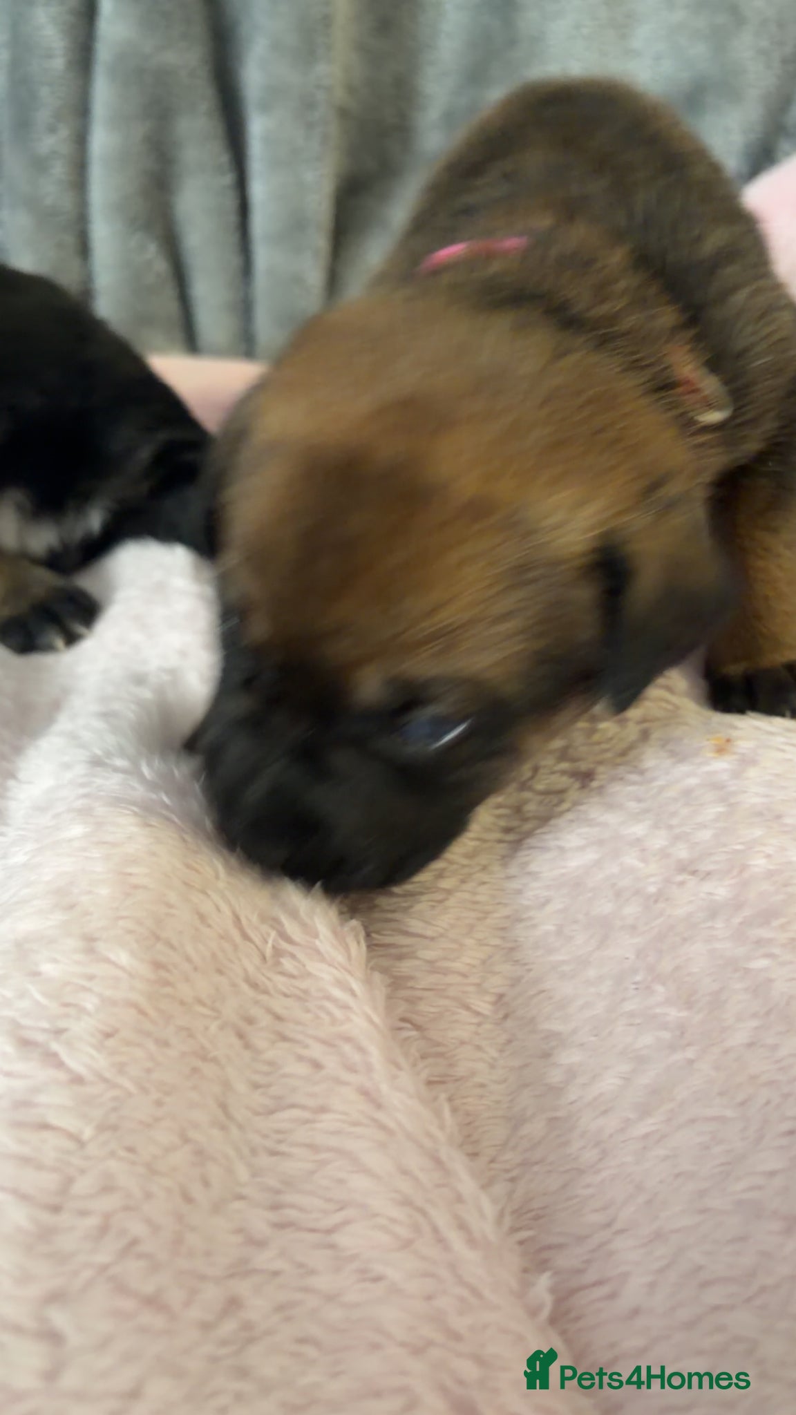 Mixed Breed dogs for sale: Belgian Mali x German shepherd  - Advert 10