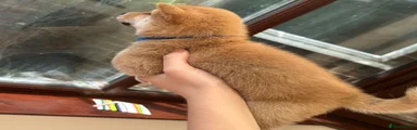 Japanese Shiba Inu yellow boy