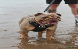 English Bulldog dogs for stud: Fully suited Lilac&Tan English Bulldog Stud😍🔥 in Pontyclun - Image 1