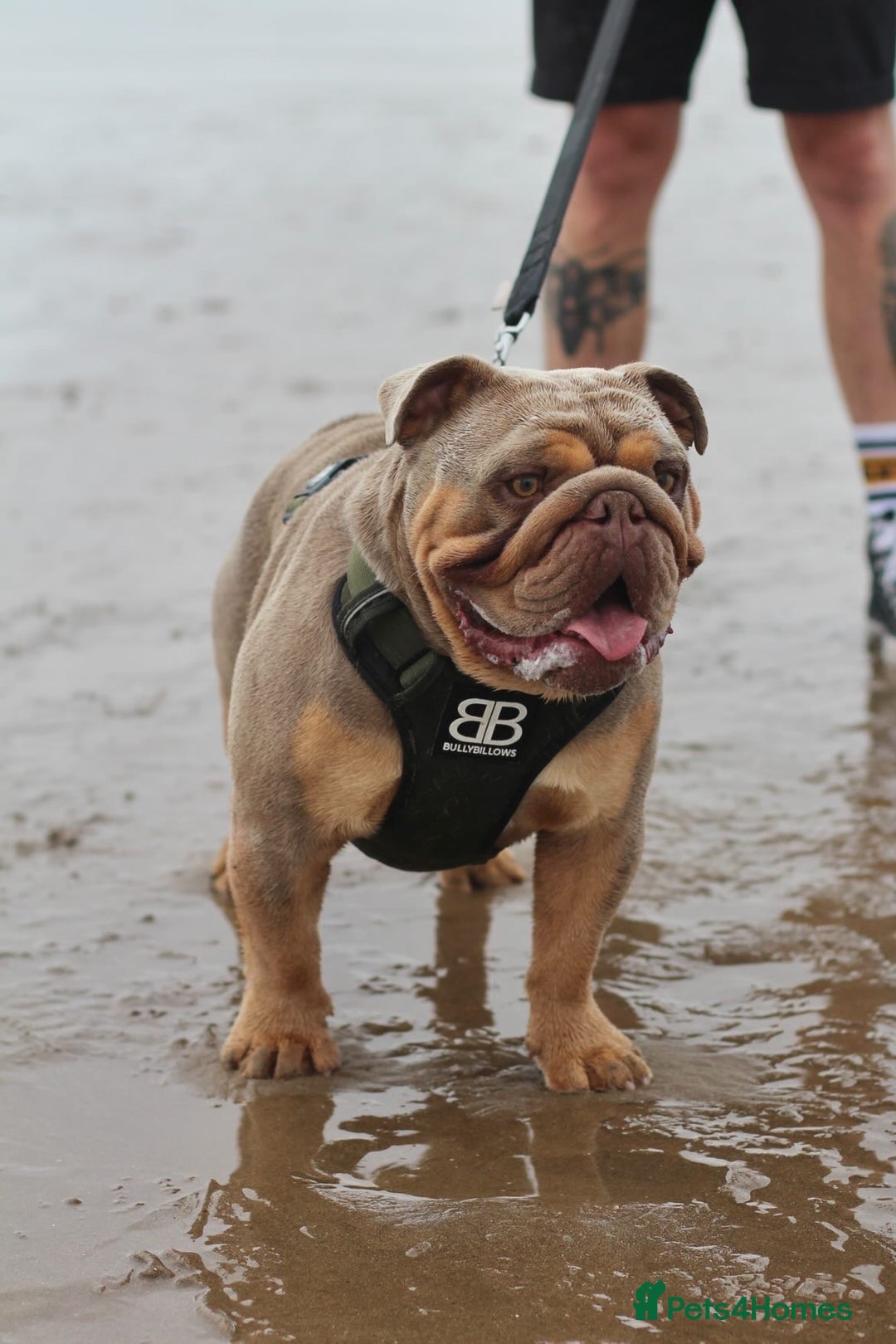 English Bulldog dogs for stud: Fully suited Lilac&Tan English Bulldog Stud😍🔥 in Pontyclun - Image 1