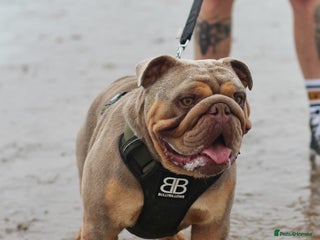 English Bulldog dogs in Pontyclun - Advert 3