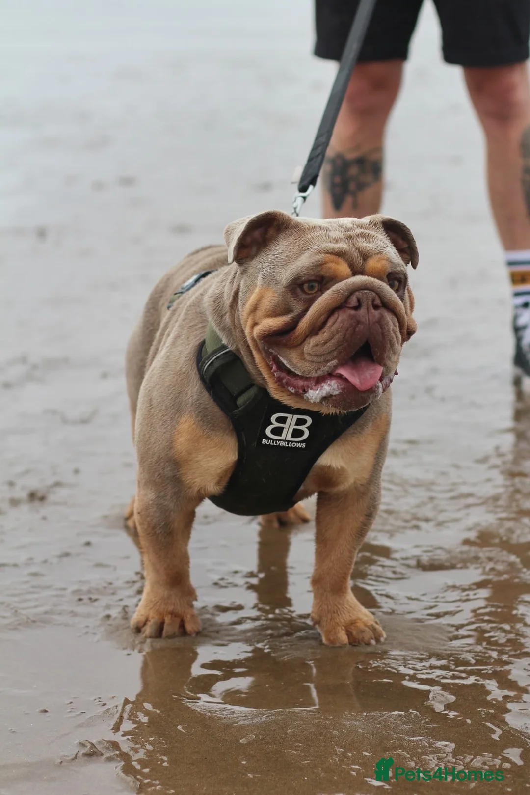 English Bulldog dogs for stud: Fully suited Lilac&Tan English Bulldog Stud😍🔥 in Pontyclun - Advert 1