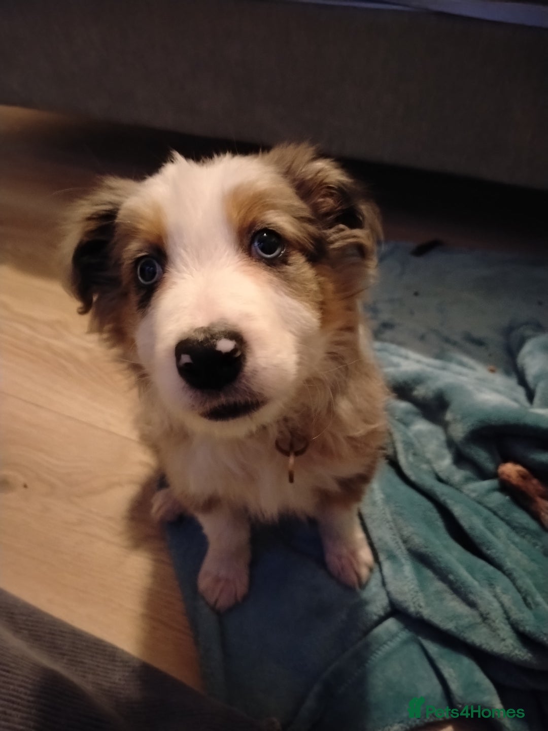 Border Collie dogs for sale: Border collie boy  - Advert 2