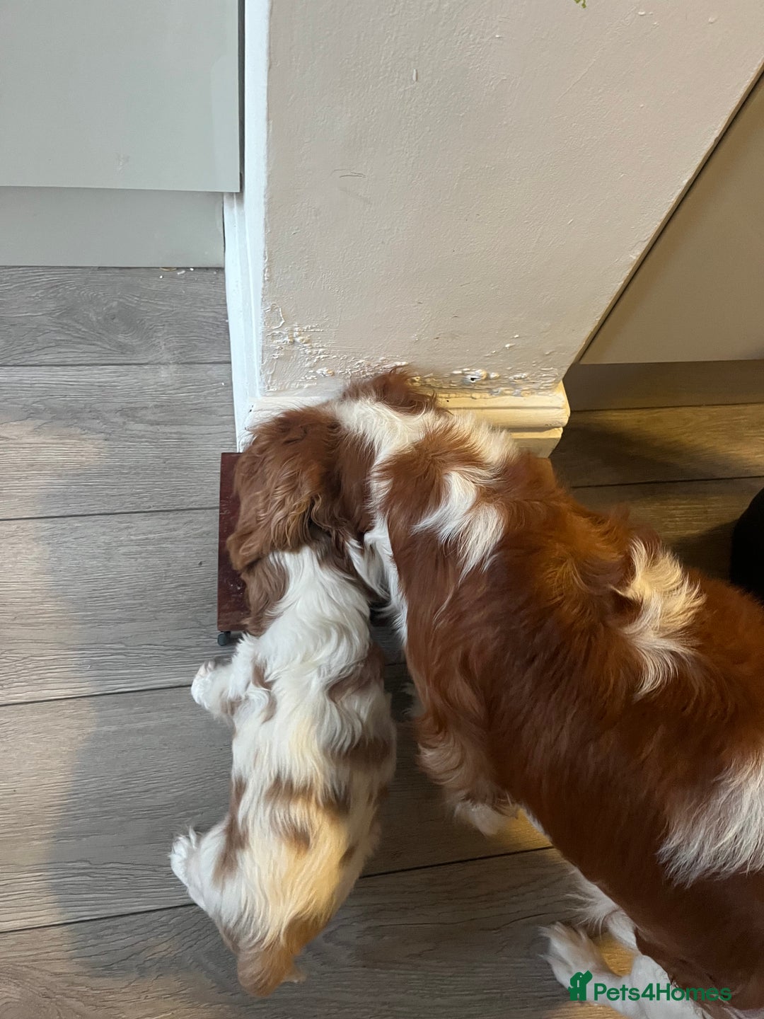 Cavalier King Charles Spaniel dogs for sale: Singleton Blenheim Cavalier Boy – Family Raised - Advert 19