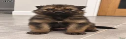 German Shepherd dogs for sale: German Shepherd Puppies | 5 Male, 3 Female - Advert 7