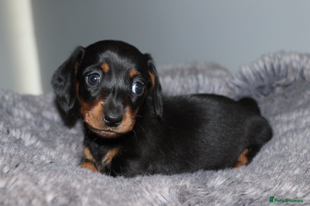 Miniature Dachshund dogs for sale: Stunning Miniature dachshunds  - Image 13
