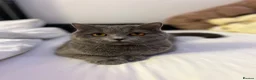 Scottish Fold cats for sale: Beautiful Scottish Fold & British Shorthair - Advert 7