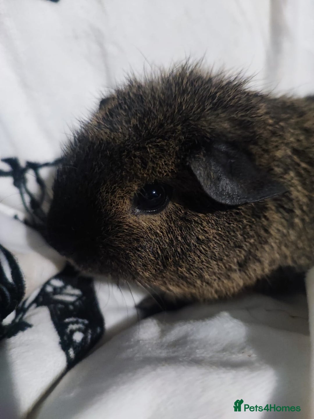 Guinea Pig rodents for sale: Cali marked skinny carrier boys - Advert 1