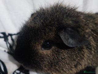 Guinea Pig rodents Cali marked skinny carrier boys - Advert 8