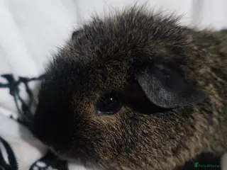 Guinea Pig rodents Cali marked skinny carrier boys - Advert 6