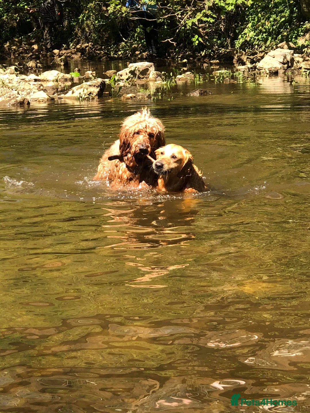 Goldendoodle dogs for stud: Gorgeous F1 Goldendoodle for Stud in Derby - Advert 10