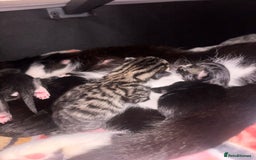 Mixed Breed cats for sale: Beautiful male black and white kitten - Image 5