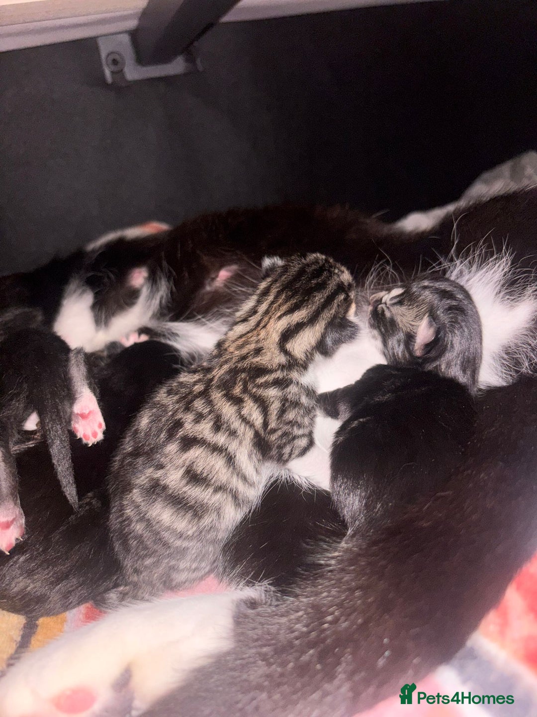 Mixed Breed cats for sale: Beautiful male black and white kitten - Image 5