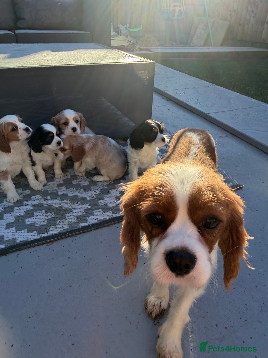 Cavalier King Charles Spaniel dogs for sale: 🐶King Charles Cavalier Puppies✨ STUNNING✨❤️🐶  - Advert 5