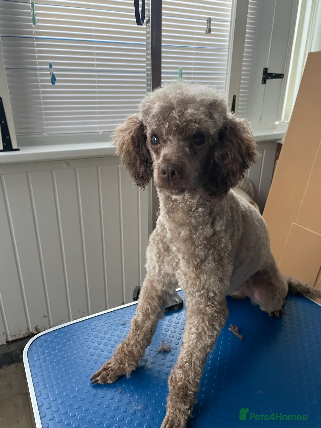 Miniature Poodle dogs for stud: Kc chocolate miniature poodle in Wakefield - Advert 5