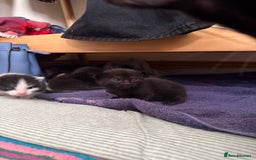 British Shorthair cats for sale: 7 kittens short hair - Image 11