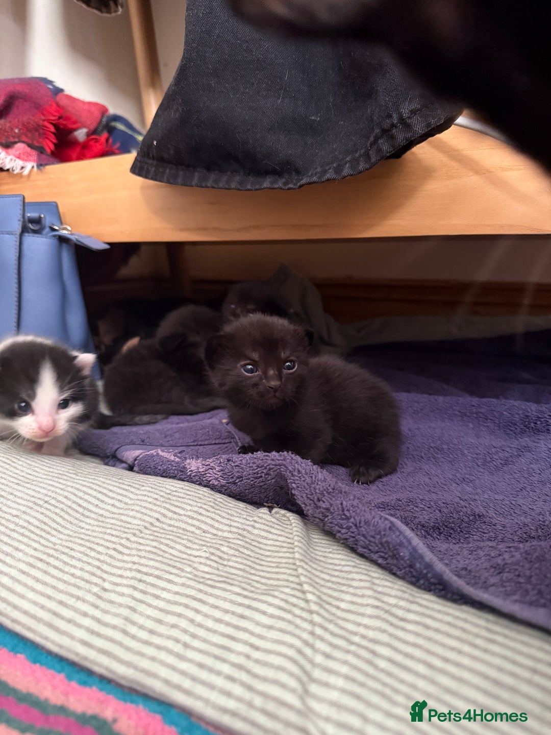 British Shorthair cats for sale: 7 kittens short hair - Image 11