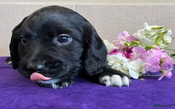 Sprocker dogs for sale: My sweet peas SPECIAL indeed x - Image 6