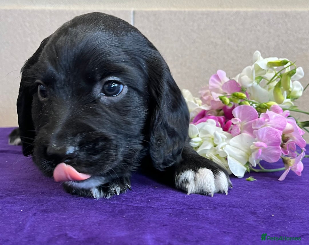 Sprocker dogs for sale: My sweet peas SPECIAL indeed x - Image 6