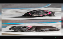 Mixed Breed dogs for sale: 6 Gorgeous Shorkie’s ready 20/12/025 - Advert 6