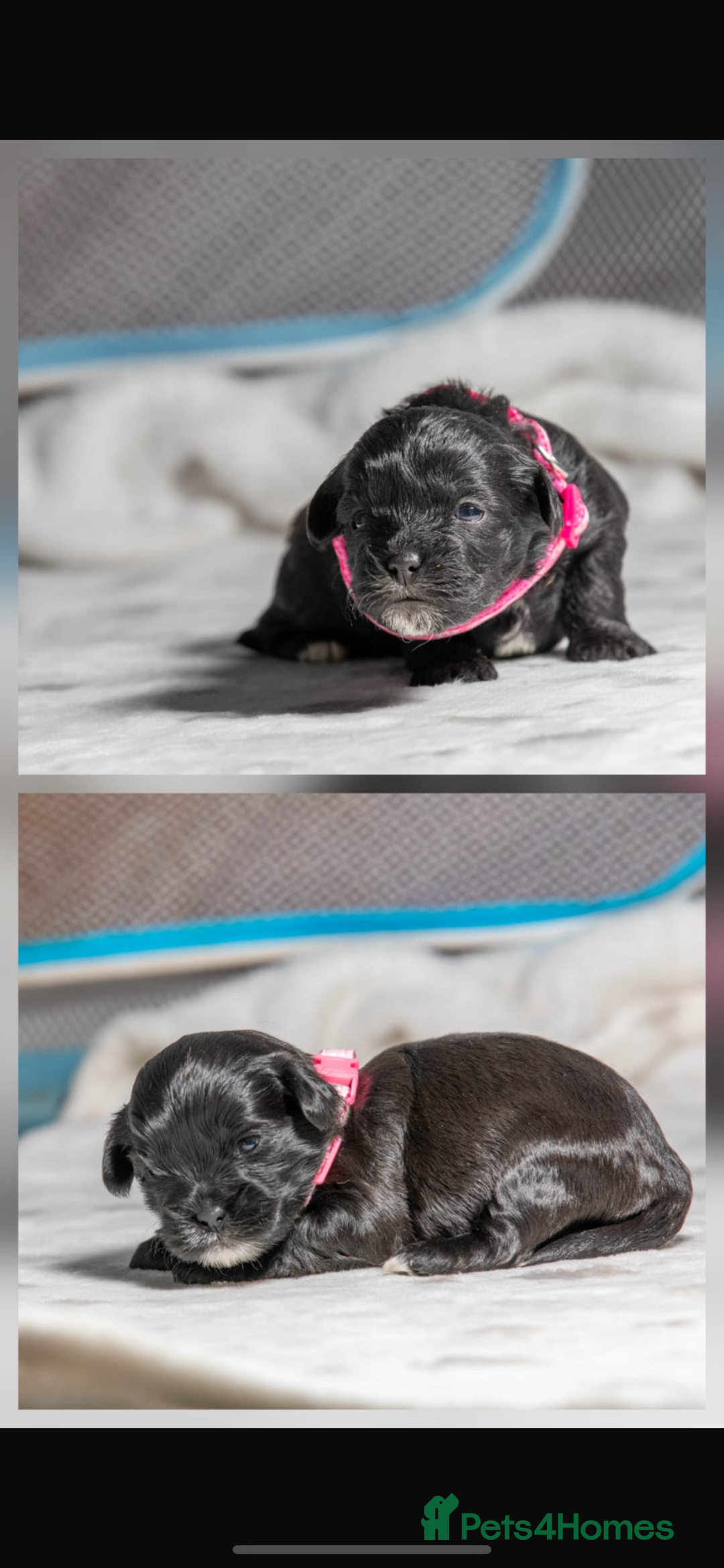 Mixed Breed dogs for sale: 6 Gorgeous Shorkie’s ready 20/12/025 - Advert 6