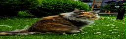 Maine Coon cats for sale: Female Maine Coon Registered FIFe - Advert 5
