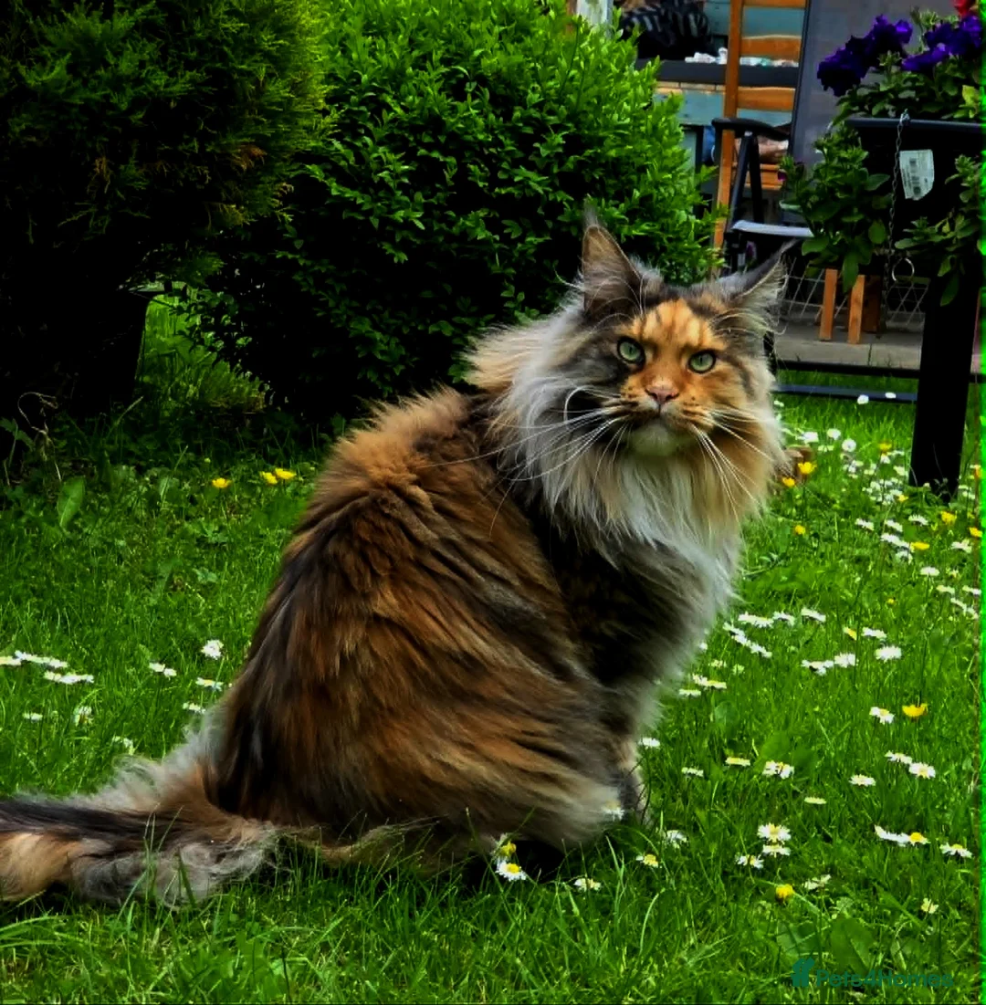 Maine Coon cats for sale: Female Maine Coon Registered FIFe - Advert 5
