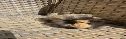 Guinea Pig rodents for sale: 3 Handsome long haired male guinea pigs. - Advert 12