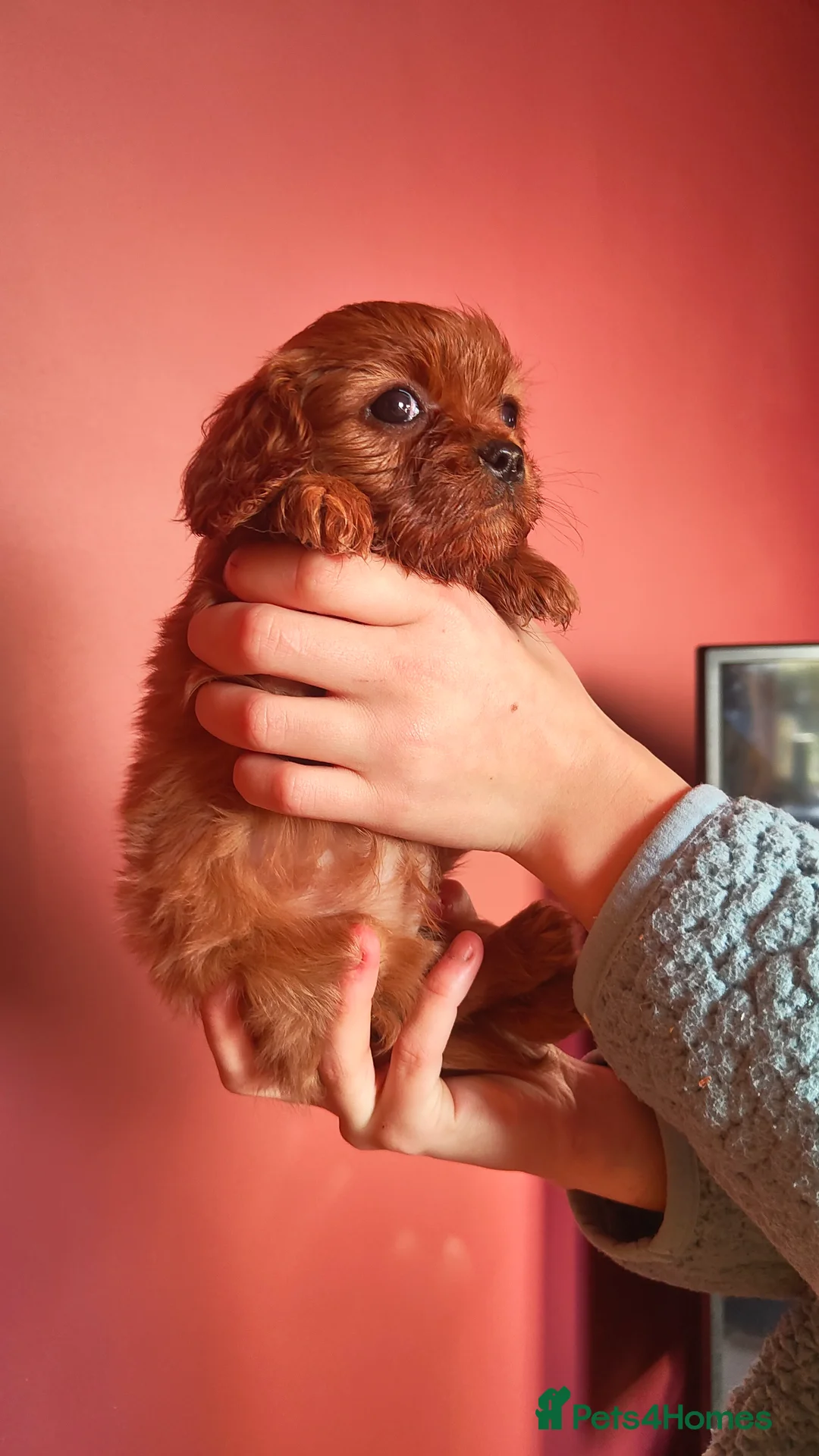 Cavalier King Charles Spaniel dogs for sale: Ready to Leave DNA Clear Cavaliers - Advert 12