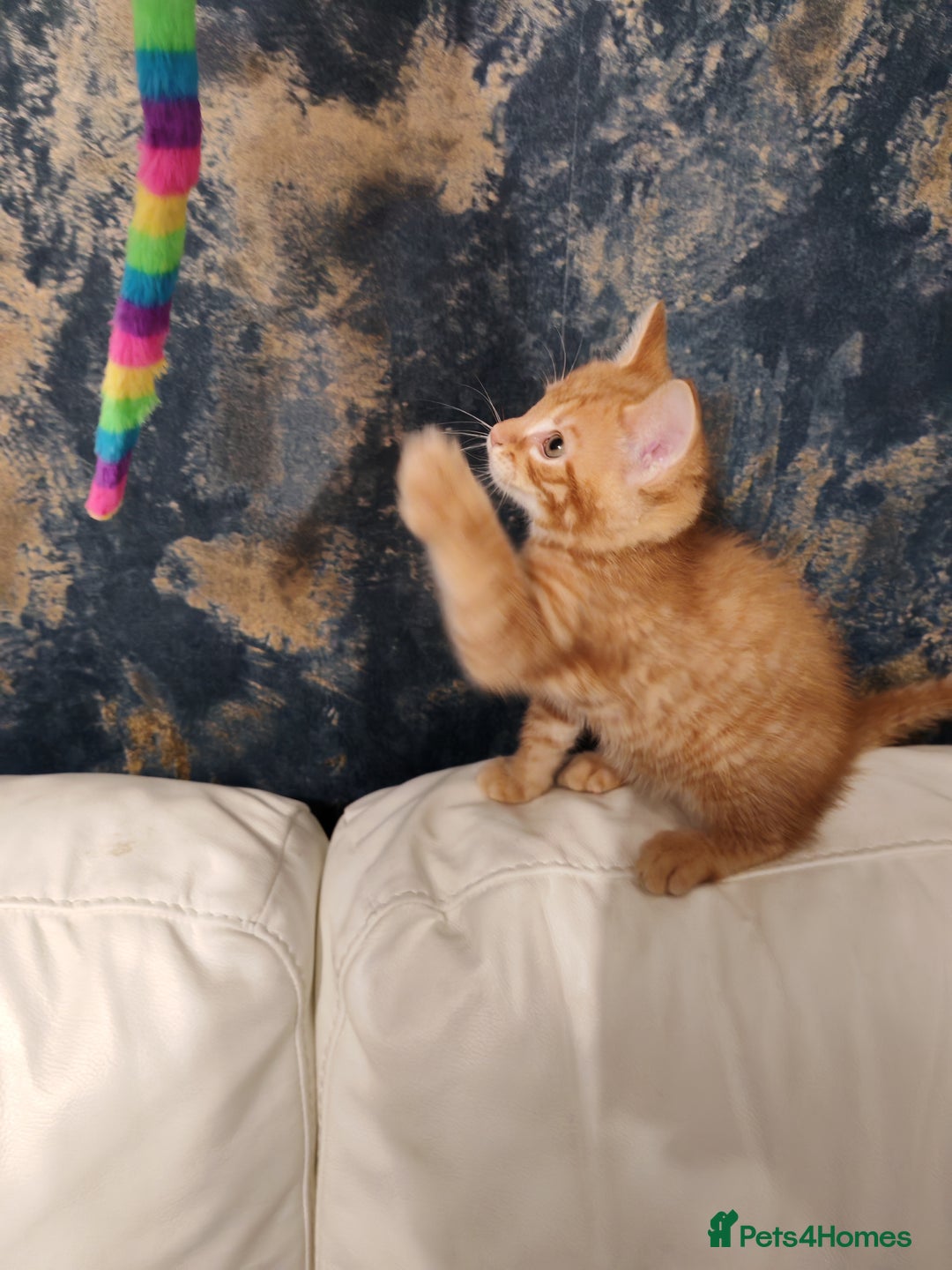 Mixed Breed cats for sale: Kittens for sale - Advert 4