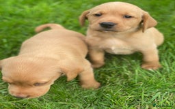 Labrador Retriever dogs for sale: Stunning ftch fox red puppies - Image 11
