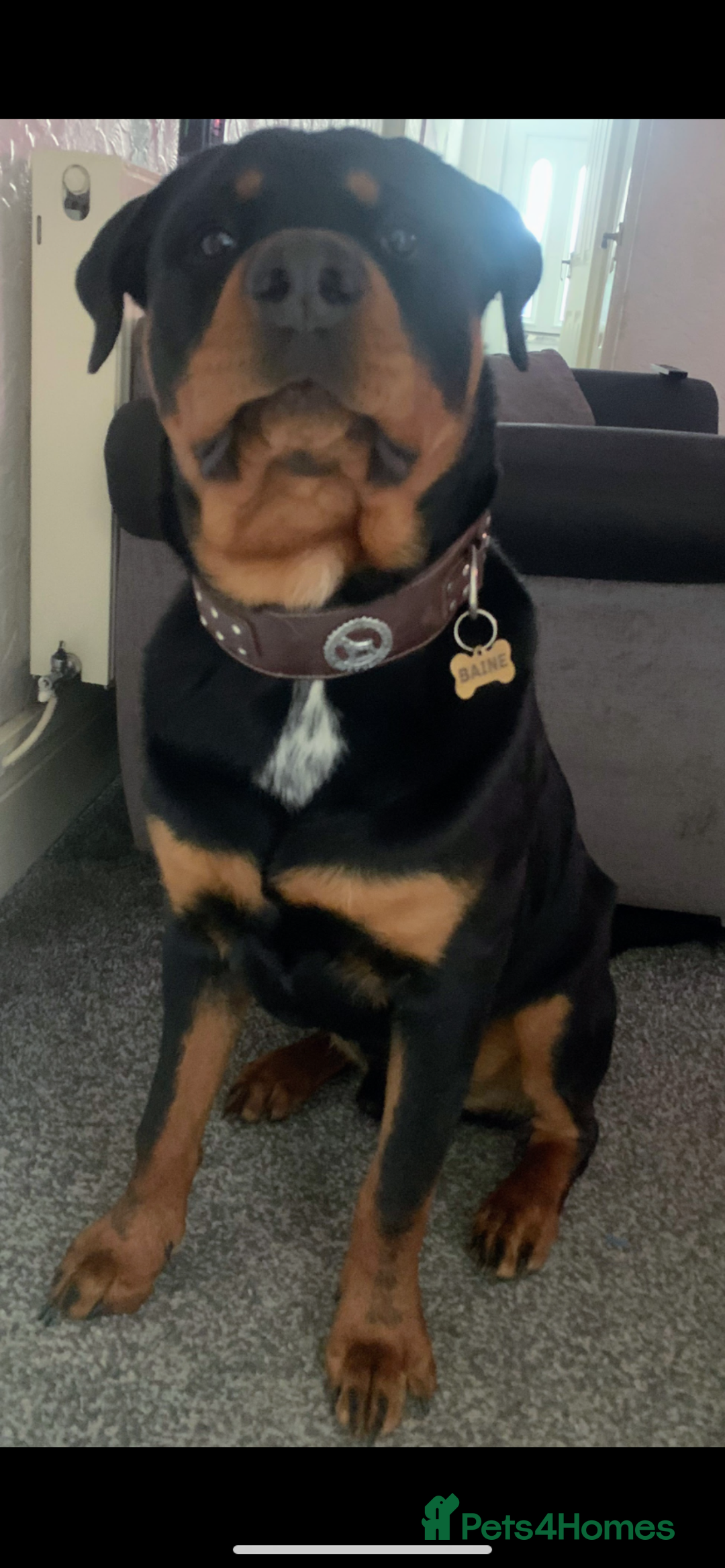 Rottweiler dogs for sale: Gorgeous boy 2 yr old rottweiler  - Advert 7