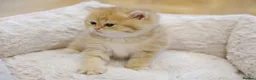 British Shorthair cats for sale: Gorgeous BSH golden kittens pedigree TICA - Advert 2