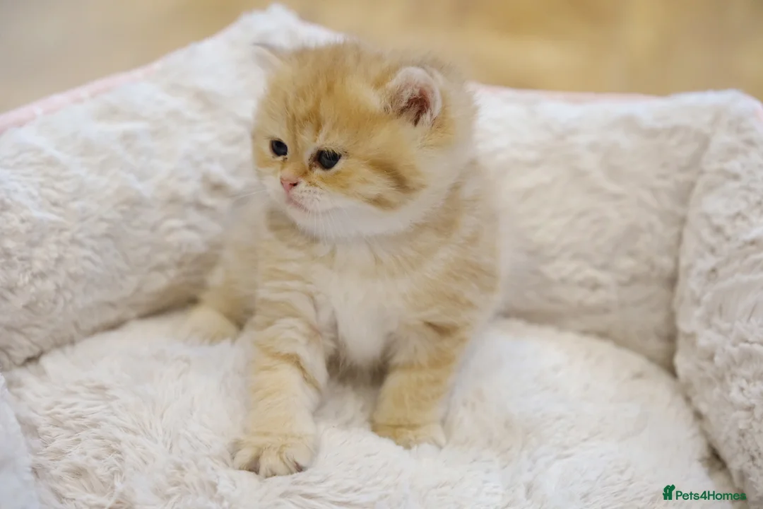 British Shorthair cats for sale: Gorgeous BSH golden kittens pedigree TICA - Advert 2