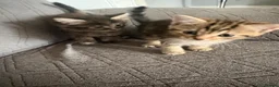 Mixed Breed cats for sale: Cute kittens  - Advert 4